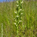 Habenaria cornuta by Martin Rautenbach