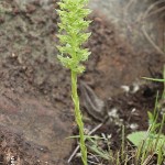 Habenaria dregeana by Daniel Koen