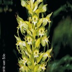 Habenaria dregeana by Gerrit van Ede