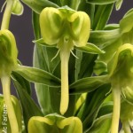 Habenaria epipactidea