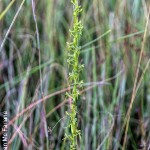 Habenaria filicornis