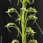 Habenaria galpinii by Duncan McFarlane