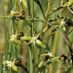 Habenaria humilior by Gerrit van Ede