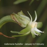 Habenaria humilior