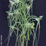 Habenaria kraenzliniana