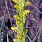 Habenaria h-z