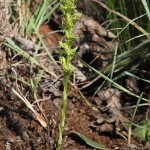Habenaria lithophila by Daniel Koen