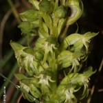 Habenaria lithophila