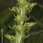 Habenaria lithophila by Lourens Grobler 