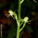 Habenaria malacophylla