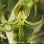 Habenaria mossii by Daniel Koen