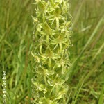 Habenaria mossii by Lourens Grobler