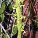 Habenaria pseudociliosa