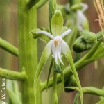 Habenaria schimperiana