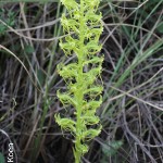 Habenaria tysonii by Daniel Koen