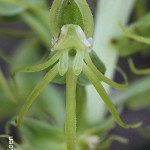 Habenaria tysonii