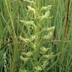 Habenaria tysonii by Gerrit van Ede