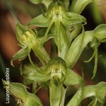 Habenaria tysonii by Lourens Grobler 