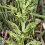 Habenaria tysonii by Lourens Grobler 
