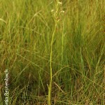 Habenaria woodii by Martin Rautenbach