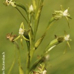 Habenaria woodii by Martin Rautenbach
