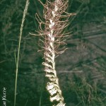 Holothrix burchellii