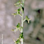 Holothrix