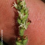 Holothrix majubensis