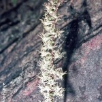 Holothrix schlechteriana