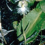Huttonaea grandiflora