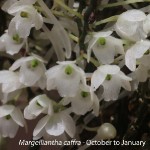Margelliantha
