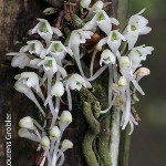 Margelliantha caffra by Lourens Grobler