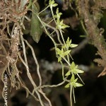 Mystacidium