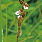 Neobolusia tysonii by Gerrit van Ede