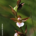 Neobolusia tysonii by Lourens Grobler 