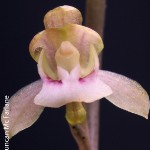 Oeceoclades