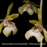 Oeceoclades lonchophylla