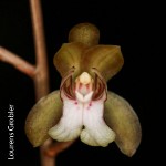 Oeceoclades maculata by Lourens Grobler 