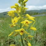 Orthochilus