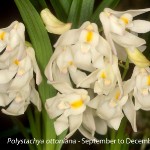 Polystachya ottoniana by Lourens Grobler 