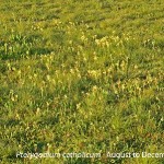 Pterygodium catholicum