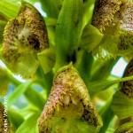 Pterygodium magnum by Judd Kirkel Welwitch