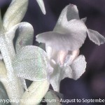 Pterygodium pentherianum