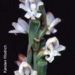Satyrium a-l