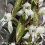 Satyrium candidum