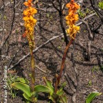 Satyrium coriifolium