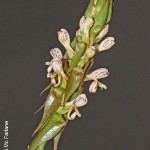 Satyrium cristatum by Duncan McFarlane