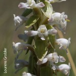Satyrium longicauda