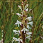 Satyrium longicauda var longicauda by Gerrit van Ede