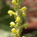 Satyrium m-t